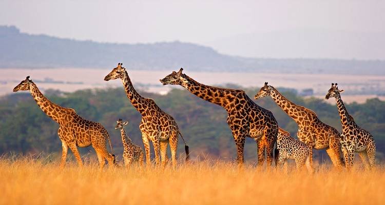 Group of giraffes walking through tall grass.
