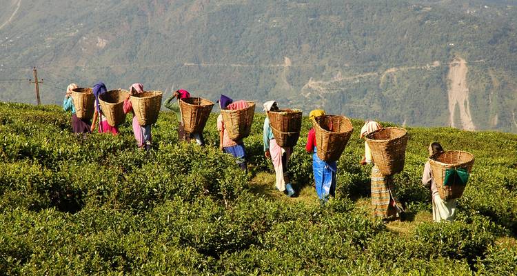 Cycling Sikkim's Tea Trails - SpiceRoads Cycling