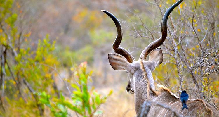 Une antilope koudou avec un oiseau perché sur son dos, dans un cadre luxuriant.