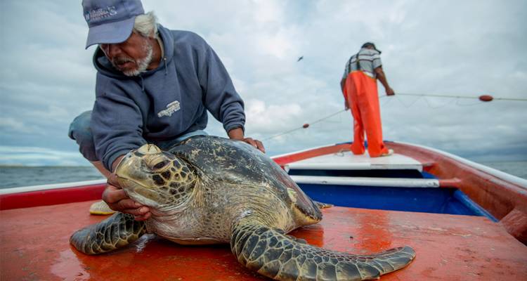 Gray Whale and Sea Turtle Conservation Adventure - RED Travel Mexico