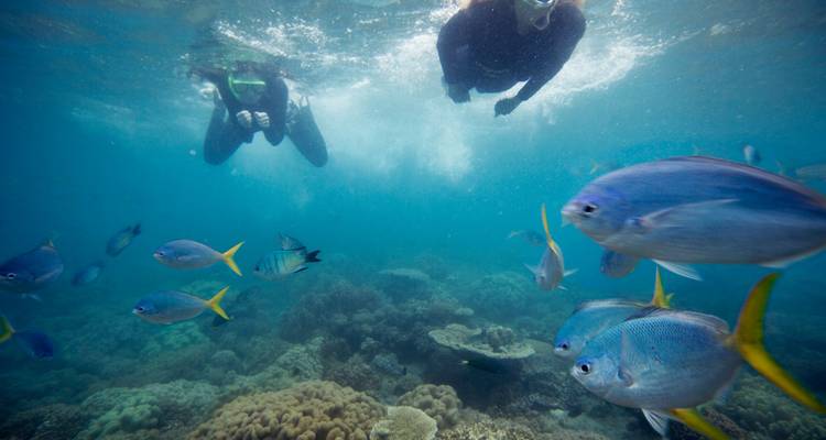 Dos buceadores explorando un jardín de coral lleno de peces en la Gran Barrera de Coral de Australia