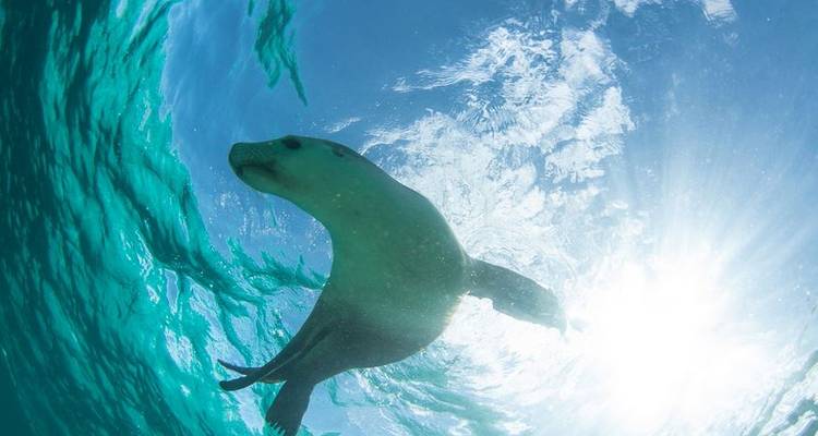 Ultimate Marine Adventure - Adventure Bay Charters