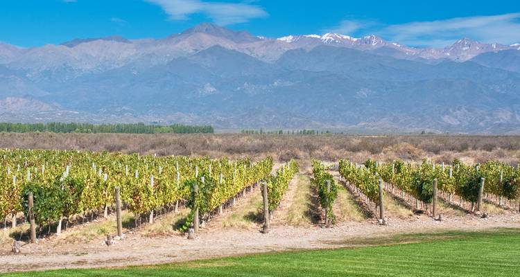 Vineyard with a backdrop of mountains under a clear sky