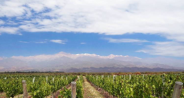 Weinberg mit Bergkulisse unter klarem Himmel.