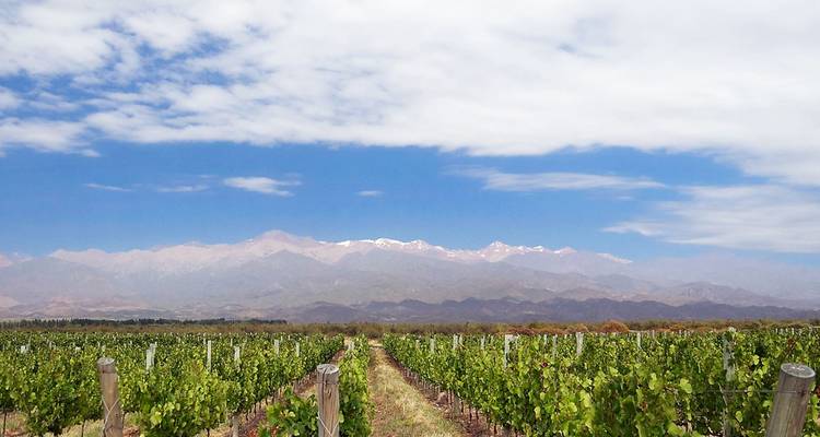 Rows of grapevines stretch toward the distant snow-capped Andes under a blue sky in Mendoza’s wine region.