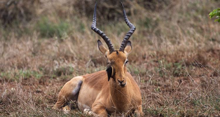 Un portrait en gros plan d'une antilope assise sur le sol.