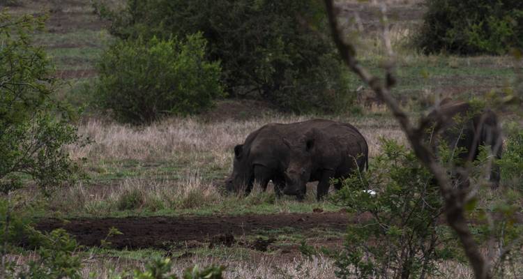Deux rhinocéros broutant dans une zone herbeuse avec des arbres en arrière-plan.