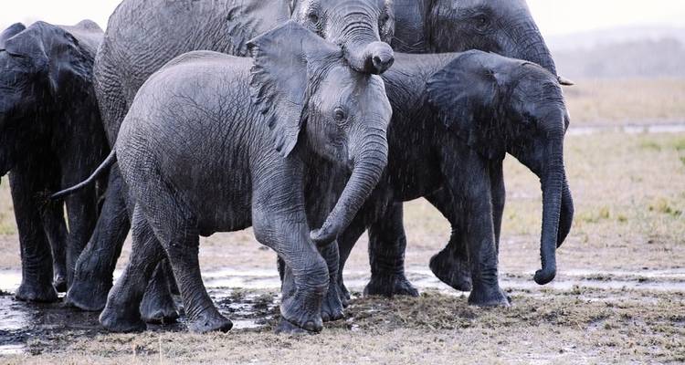 Maasai Mara Safari 3 Days - Acacia Adventure Holidays