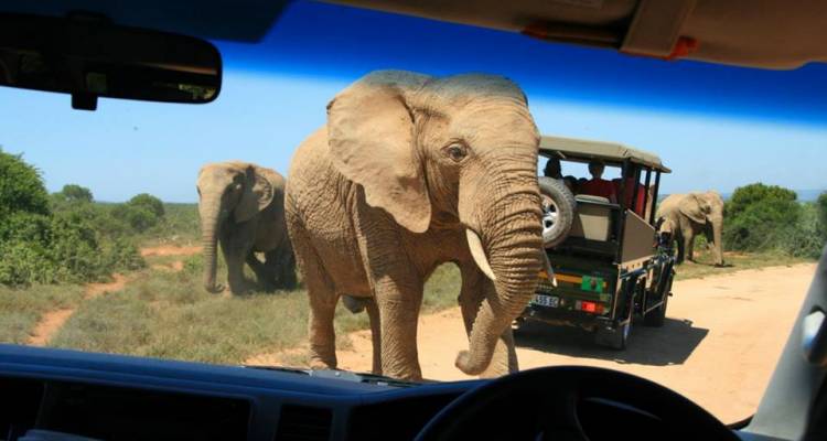 Garden Route and Addo Adventure - Hotspots2c
