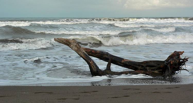 Madera flotante en una playa de arena con olas rompiendo.