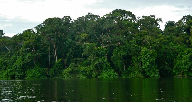 Denso bosque tropical junto a un río.