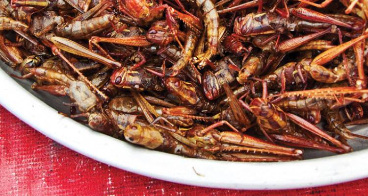 Mexico Real Food Adventure - Intrepid Travel