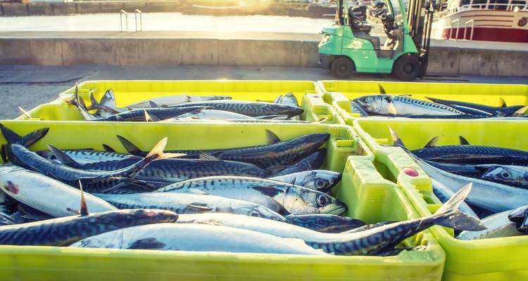 Cajas llenas de pescado fresco en un puerto.