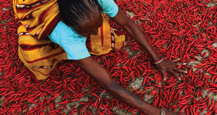 India Real Food Adventure - Intrepid Travel