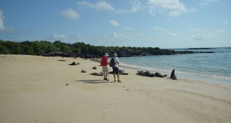 Turistas observando leones marinos en una playa de arena.