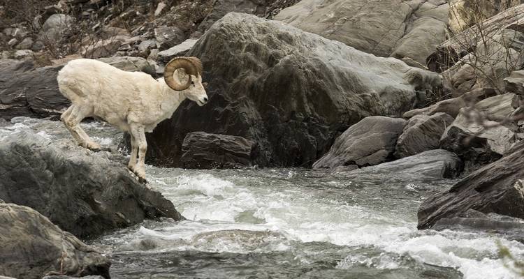 Chèvre de montagne naviguant sur un terrain rocheux près d'une rivière tumultueuse.