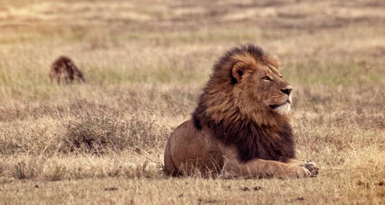 León macho con una crin oscura descansa atentamente en la pradera seca
