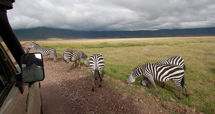 A safari vehicle idles on a dirt track while a group of zebras graze beside the vast Ngorongoro Crater floor.