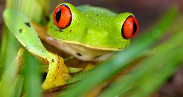 Natural Wonders of Costa Rica with Guatemala - Globus