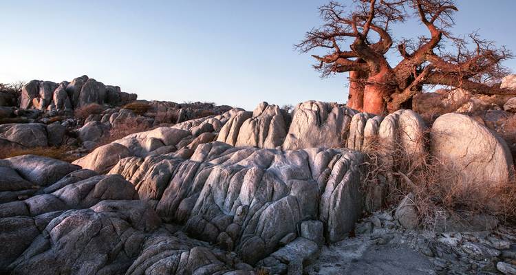 El antiguo árbol baobab se alza desde las rocas de granito rosáceas y ásperas bajo un cielo vespertino pálido.