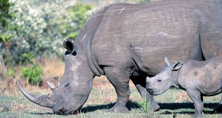 Kenya & Tanzania: The Safari Experience - Globus