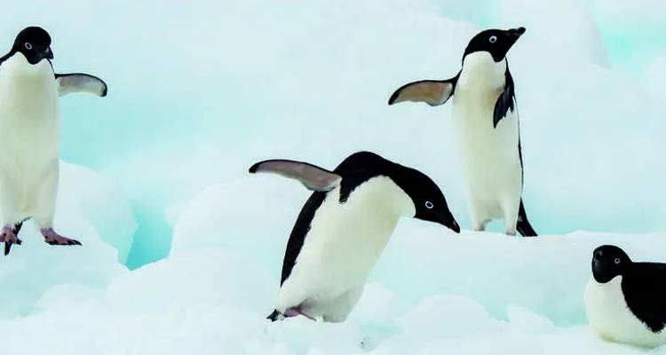 Group of Adélie penguins standing and hopping on bright Antarctic ice.