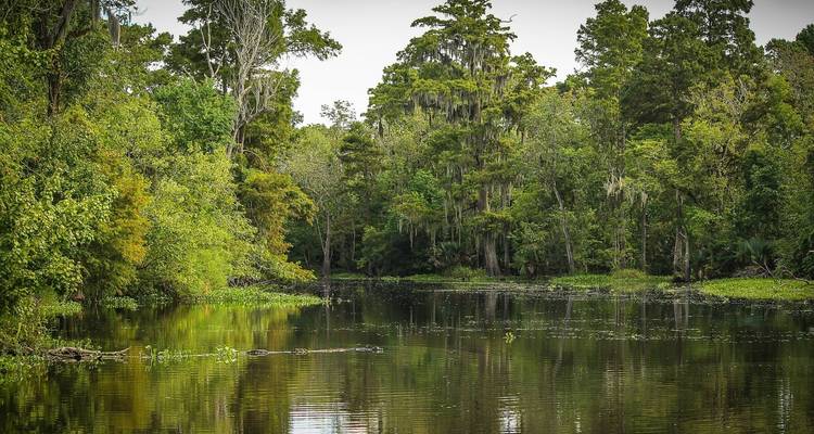Una bahía serena con árboles frondosos reflejados en el agua.