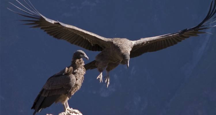 Le grand condor des Andes déploie ses ailes tandis qu'un autre se pose sur un affleurement rocheux.