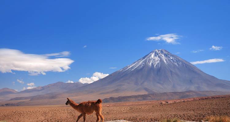 Una llama está parada frente a un volcán bajo un cielo azul.