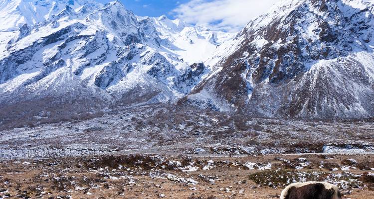 Valle alpino nevado con yaks pastando bajo picos blancos escarpados bajo un cielo brillante