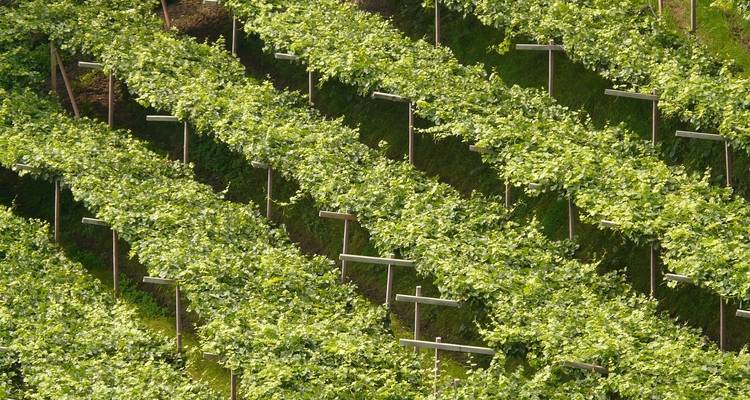 Des rangées de vignes vertes sur une colline.