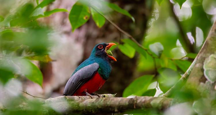 Briljant gekleurde trogonvogel die een insect eet terwijl hij tussen regenwoudbladeren zit
