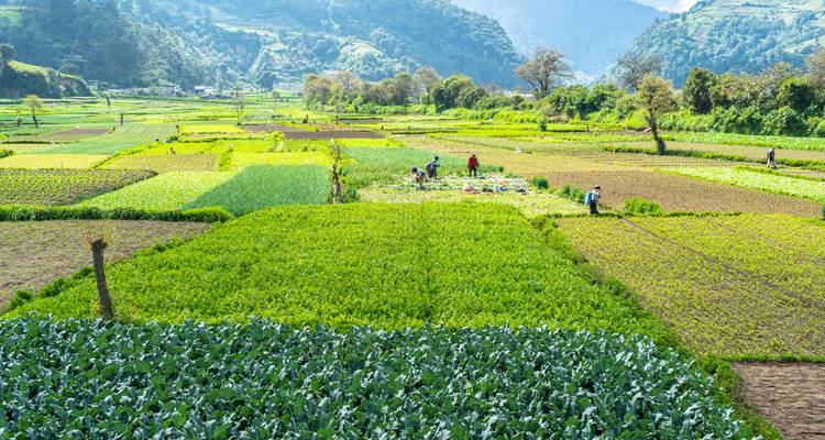 Patchwork of fertile green farm fields with workers harvesting crops in mountain valley