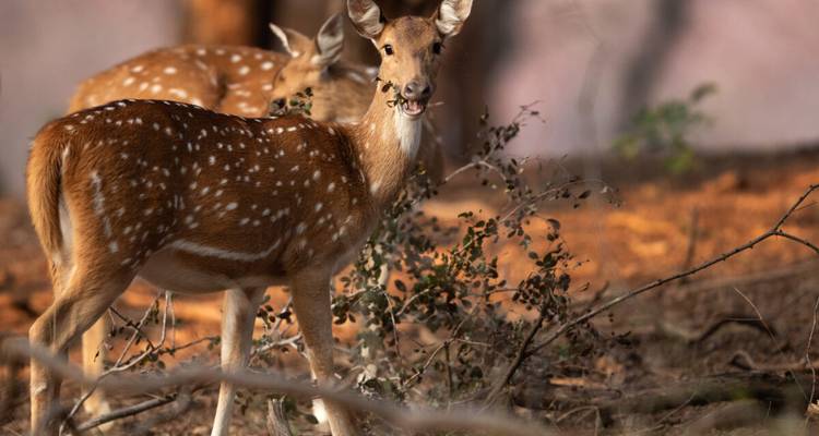 A spotted deer stands alert in forest undergrowth, sunlight reflecting off its coat.