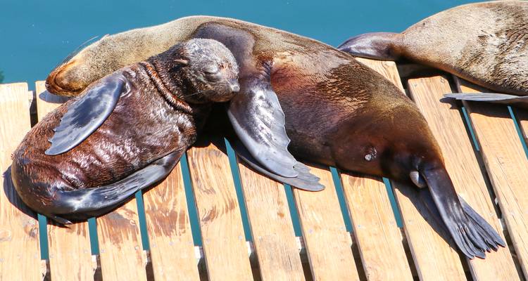 Deux phoques se prélassant et se câlinant sur les planches d'une jetée en bois à côté d'une eau bleue calme.