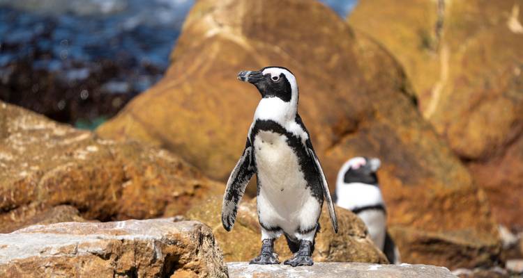 Manchot africain se tenant fièrement sur des rochers côtiers avec un arrière-plan océanique flou.