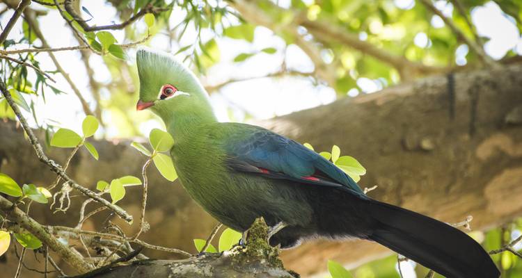 Oiseau touraco vert perché parmi les branches feuillues dans une lumière du soleil tachetée.