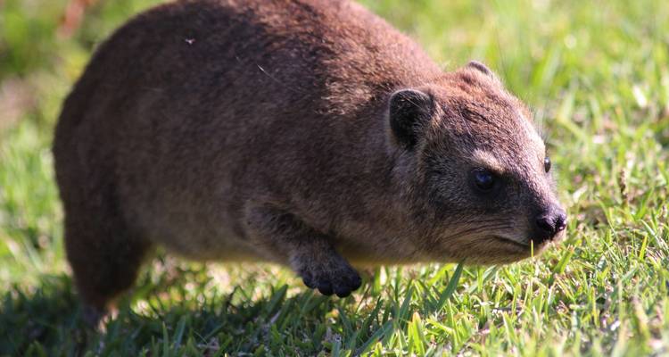 Primer plano de un hyrax sobre la hierba.