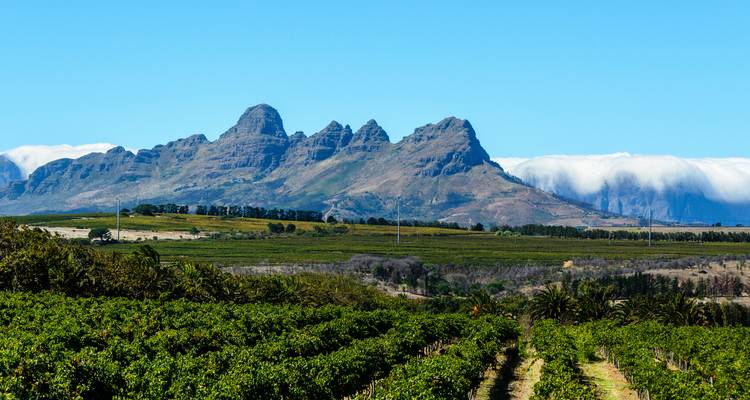 Viñedos con una cadena montañosa al fondo en un día soleado.