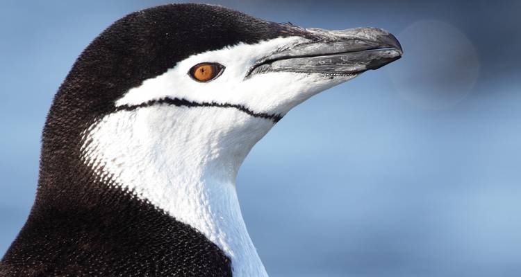 Primer plano de un pingüino con un fondo de océano azul.