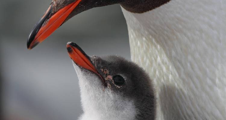 Pingüino papúa adulto con un polluelo en un entorno helado.