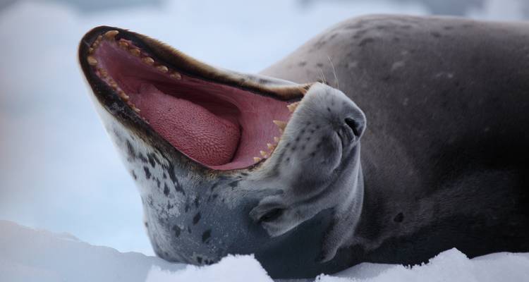 Foca con la boca abierta tumbada sobre hielo.