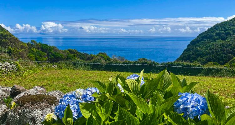 Hortensias azules en primer plano con pastos y océano abierto bajo un cielo brillante.