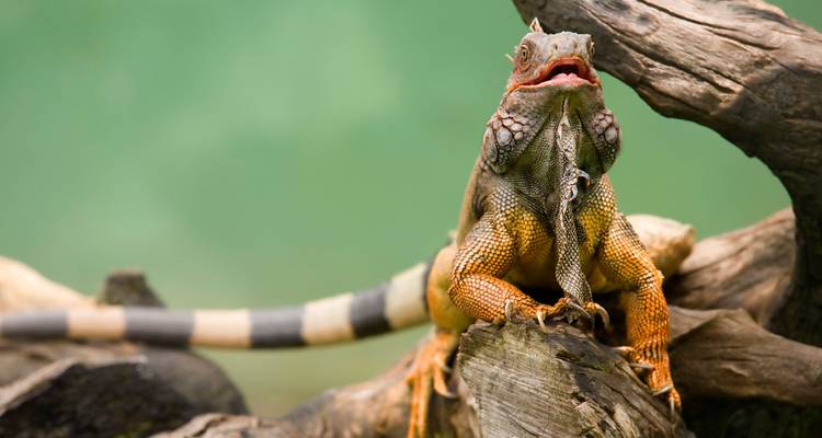 The Best of Costa Rica Independent Adventure - G Adventures