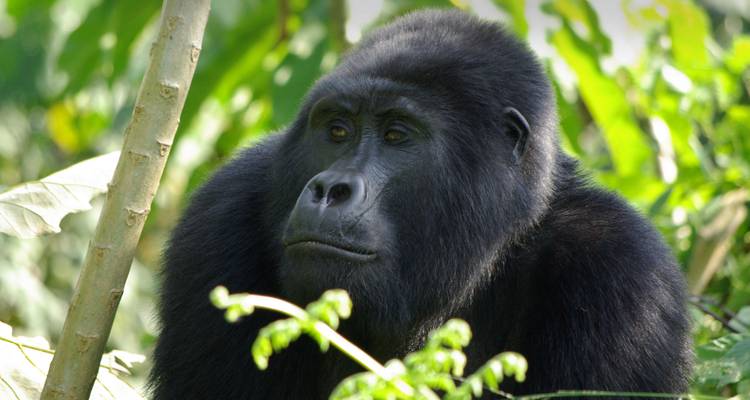 Gorilla Trek Independent Adventure - G Adventures