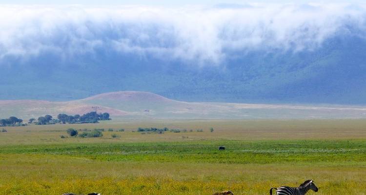 Lake Manyara, Ngorongoro Crater, Serengeti & Tarangire - 7 Days - Kili Base Adventures
