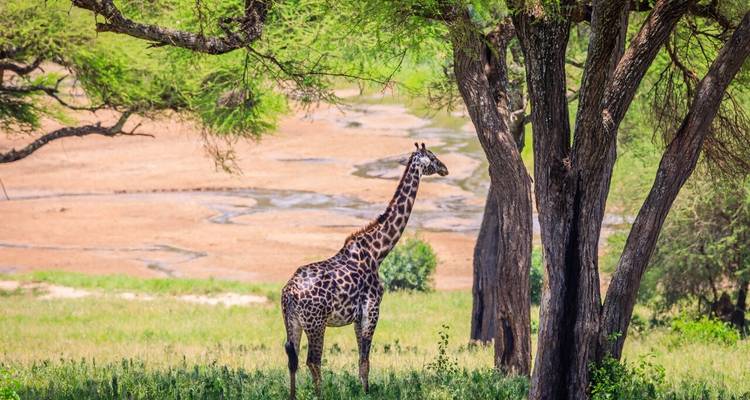 Lake Manyara, Ngorongoro Crater, Tarangire & Arusha - 4 Days - Kili Base Adventures
