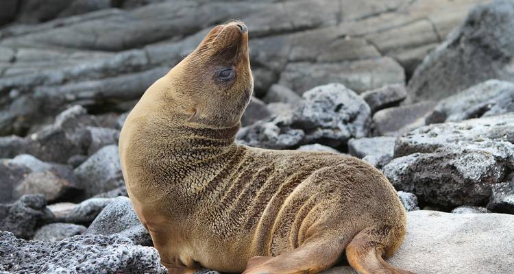 Galápagos — South & East Islands aboard the Monserrat - G Adventures