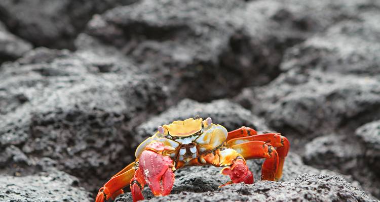 Galápagos — West & Central Islands aboard the Monserrat - G Adventures