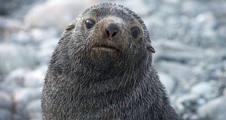 Close-up portrait of a wet fur seal sitting on a stony Antarctic beach, staring curiously at the camera.